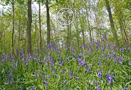 Bluebell Woods 2 DM0420
